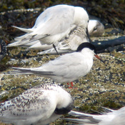 Roseate Tern